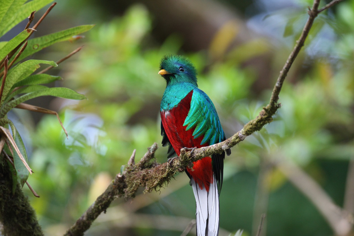 semahnquetzal101022