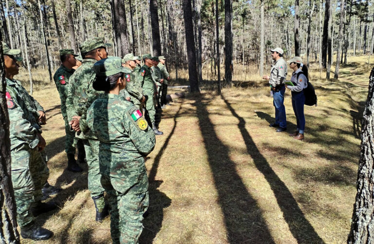 Impulsa Semahn sanidad forestal en la entidad