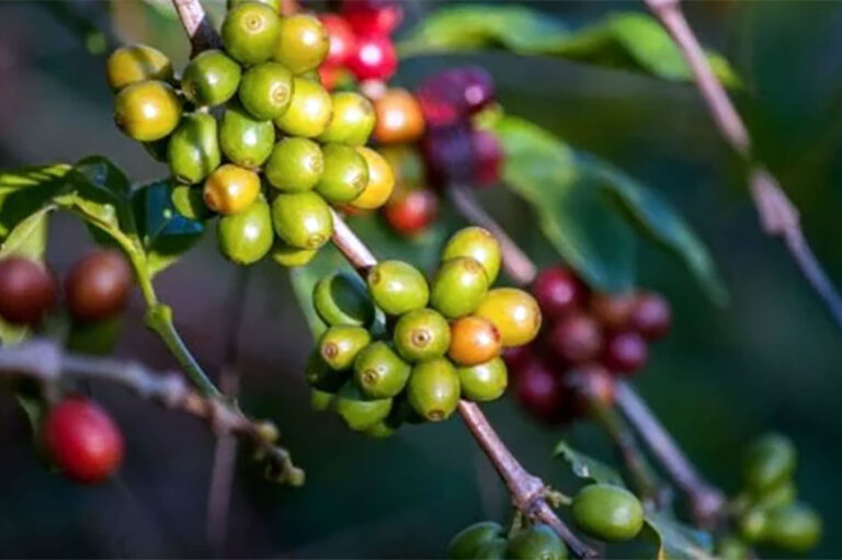 Inflación y crisis climática complican al sector cafetalero en Chiapas