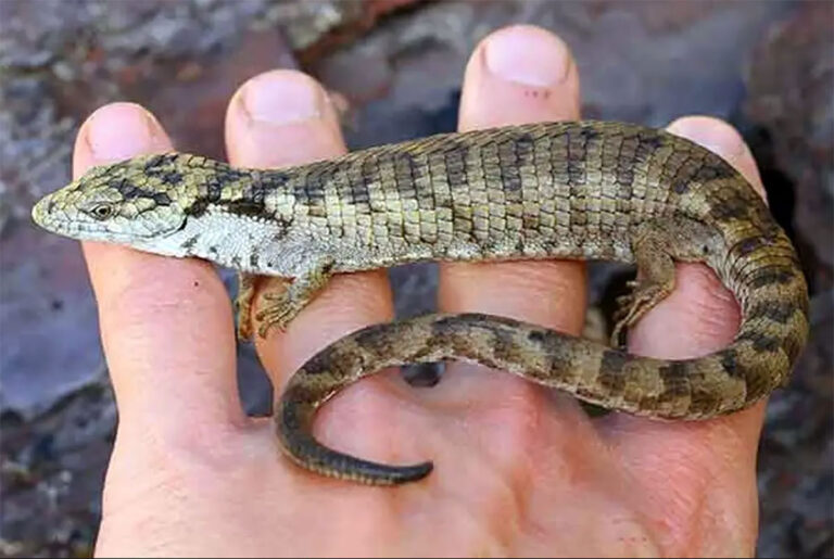 Descubren nueva especie de lagartija en Chiapas