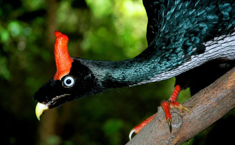 Reserva de la Biosfera El Triunfo, 34 años de conservación