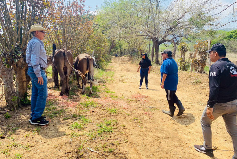 FGE logra la recuperación de semovientes reportados como robados en Villacorzo