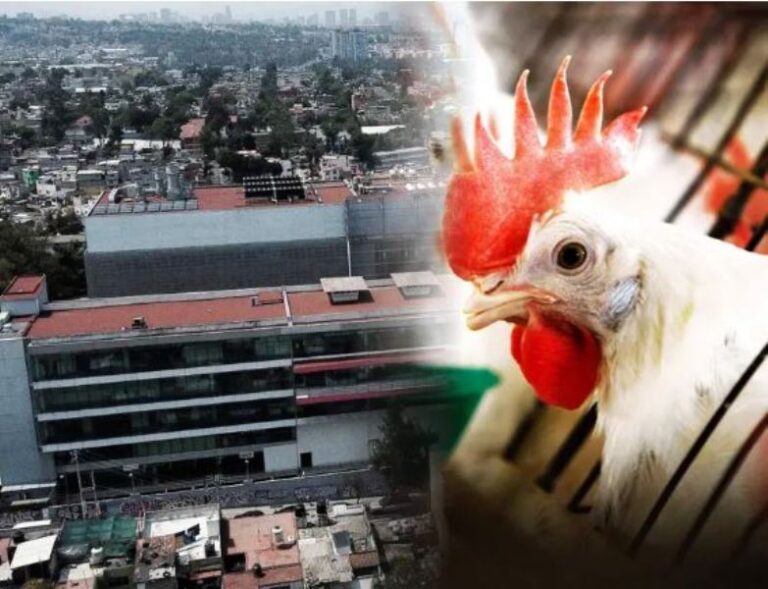 OMS aclara que muerte de paciente en México con gripe aviar fue por ‘causas multifactoriales’