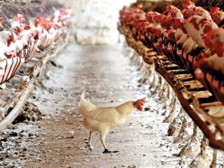 Gripe aviar AH5N2: ‘Consumo de pollo y derivados es seguro