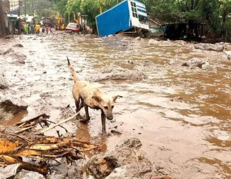 Lluvias suman en tres estados siete muertos; van 2 mil 500 viviendas afectadas en Veracruz