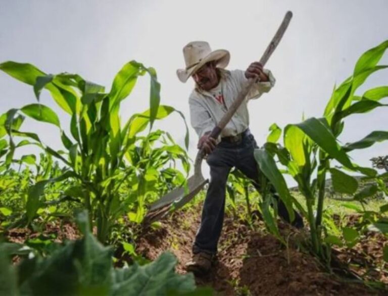 Inseguridad, crisis climática y escasez de trabajadores, trabas para la agricultura