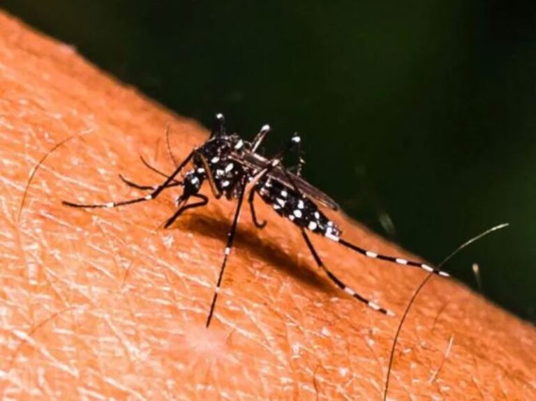 Dengue crece 324%; van casi 24 mil casos; suman 49 decesos