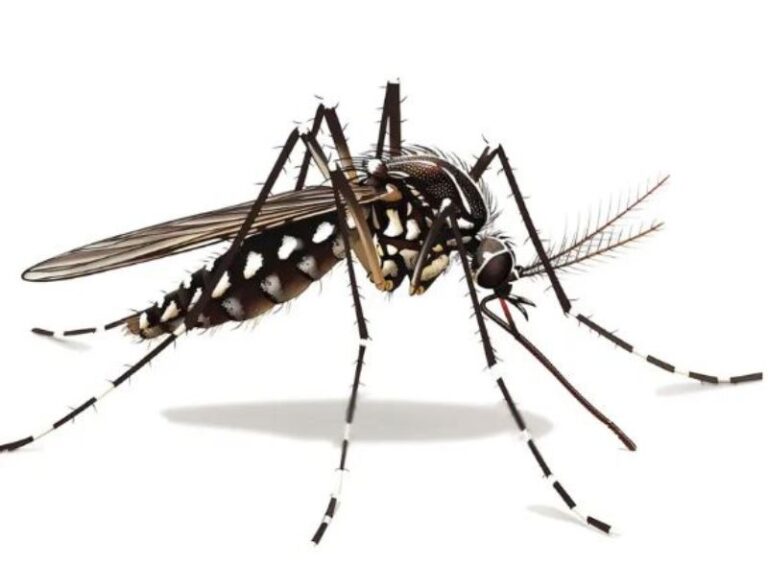 El dengue sigue causando estragos; hubo un repunte de 327% en un año