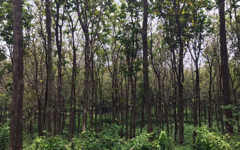 Preocupa la pérdida forestal en Chiapas