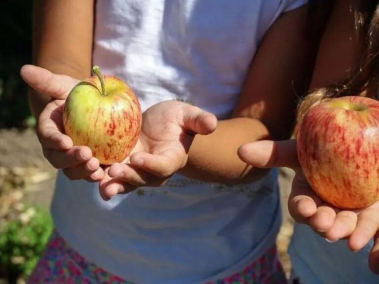 Niños deben consumir al menos 10 gramos de frutas y verduras al día