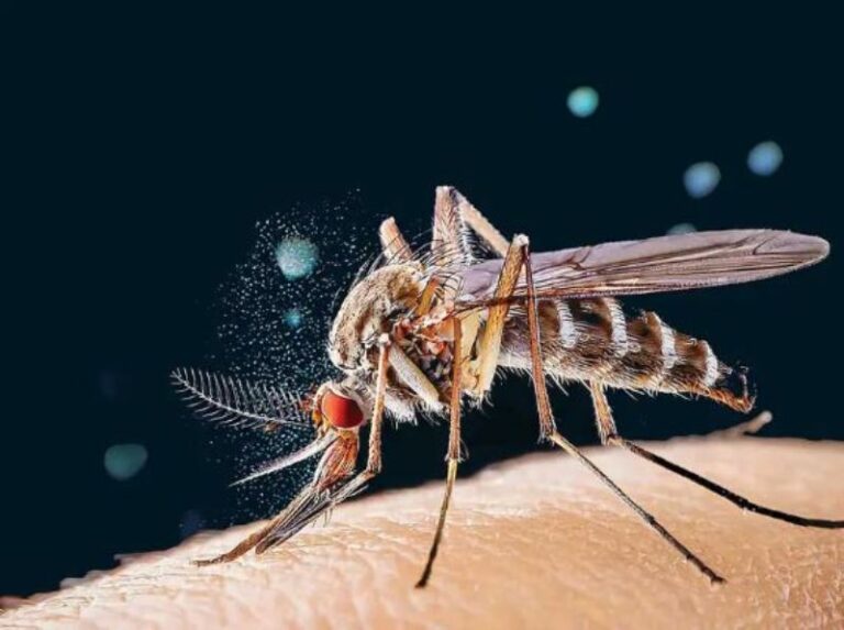 Buscan mejores insecticidas para frenar dengue; que no sean tóxicos