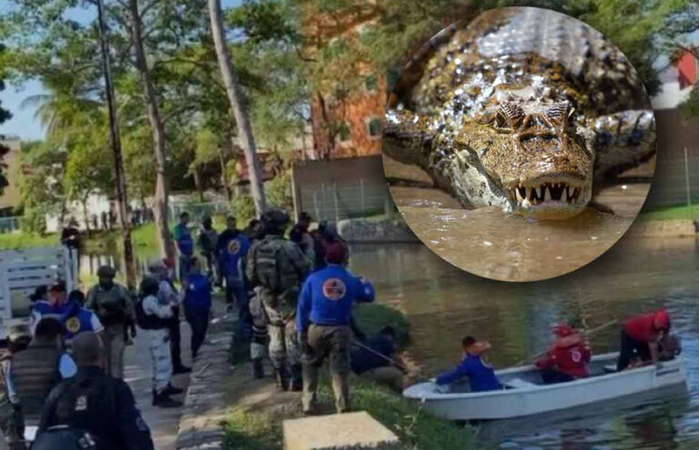 Cocodrilo de dos metros captura y mata a joven de San Cristóbal