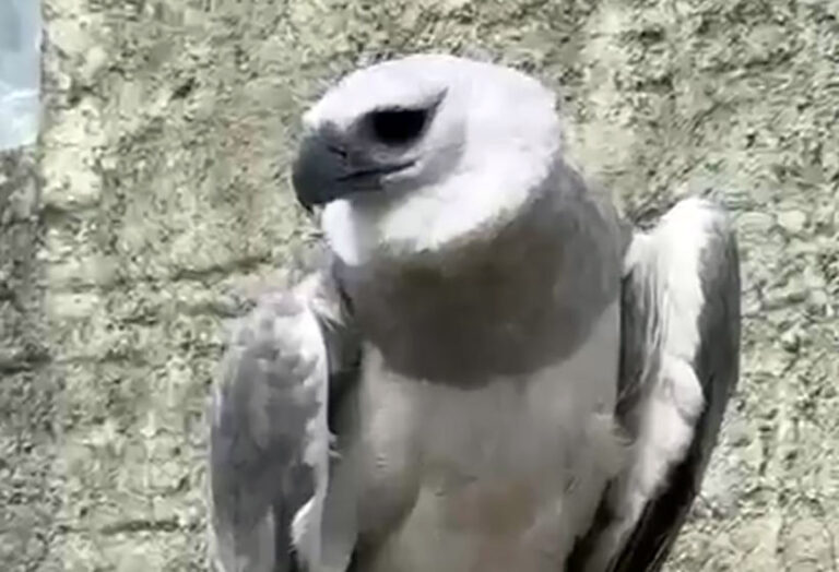 Refrenda Gobierno de Chiapas pronta llegada del águila arpía al ZooMAT