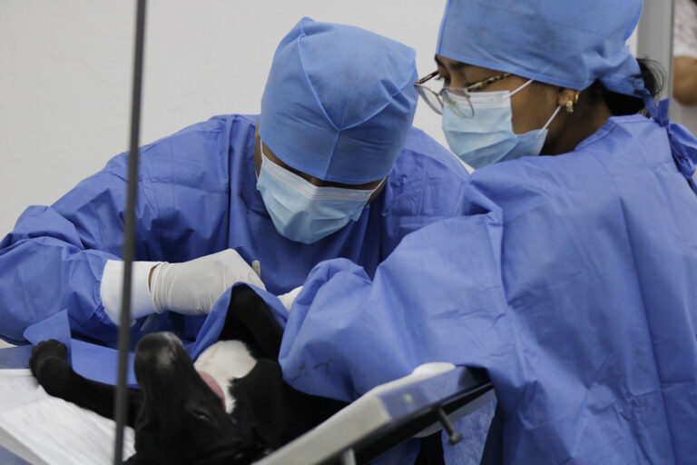Ayuntamiento y la Universidad CEUNI realizaron jornada de esterilización canina