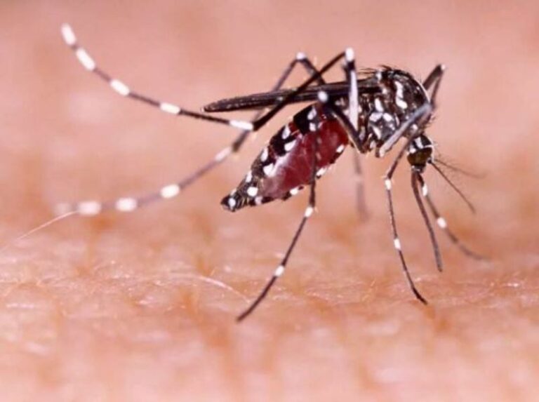 Dengue toma impulso y se dispara en últimos 5 años; 2024 supera los 120 mil casos acumulados