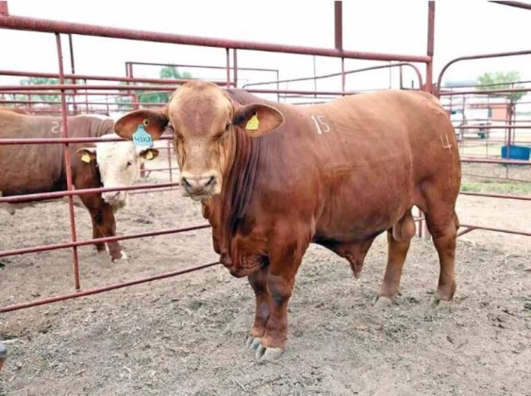 Auditarán protocolos sanitarios en Sonora; pérdidas por 83 mdd