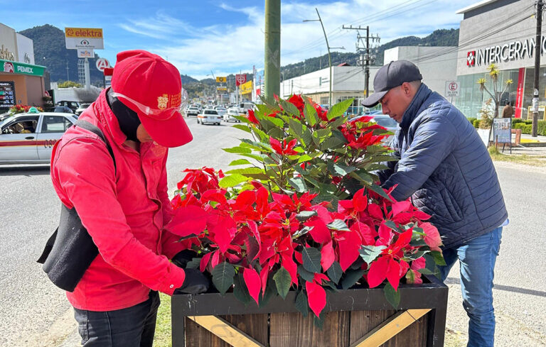 Se mantiene cuidado de flores de Nochebuena