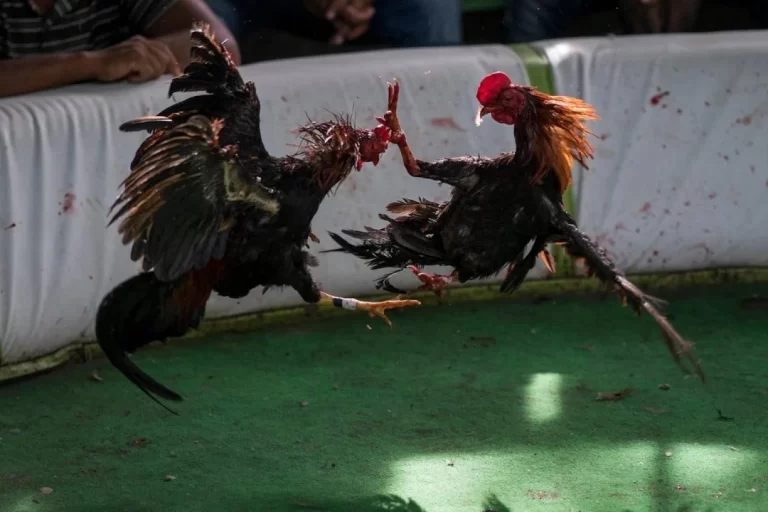 Quedan suspendidas las peleas de gallos y carreras de caballos