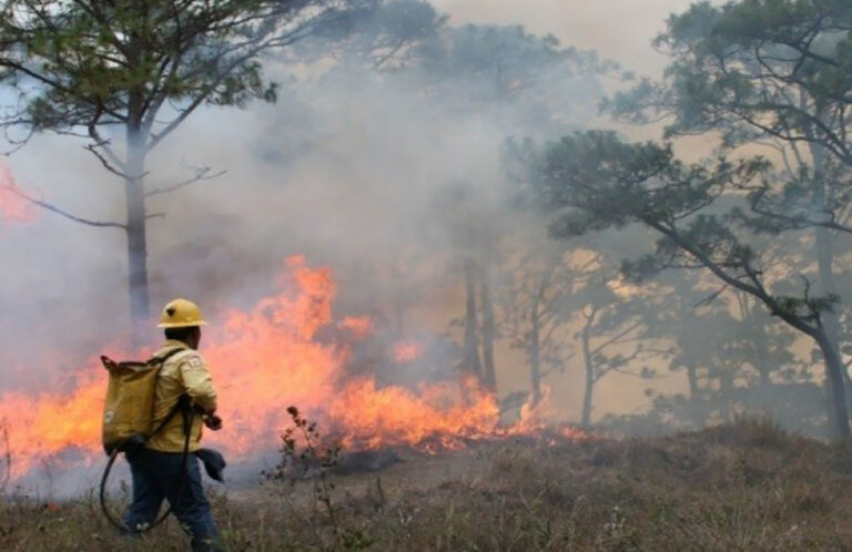 Chiapas, cuarto lugar nacional en superficie afectada por incendios forestales