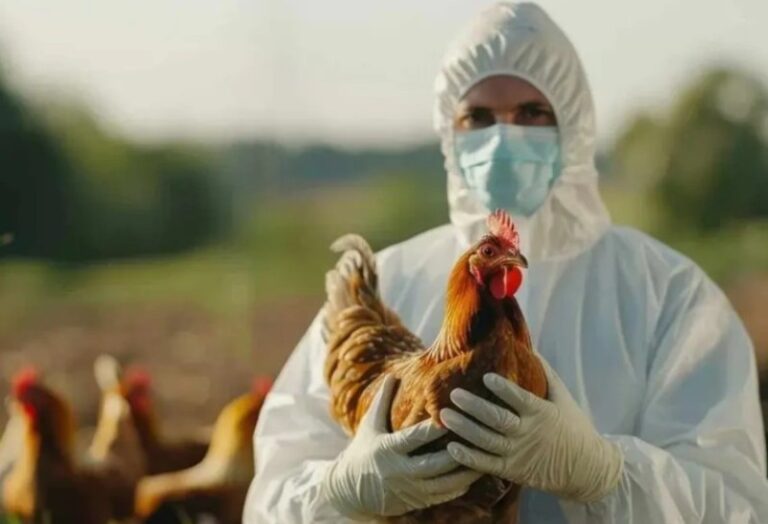 Influenza aviar, mal que nos dio tregua 29 años