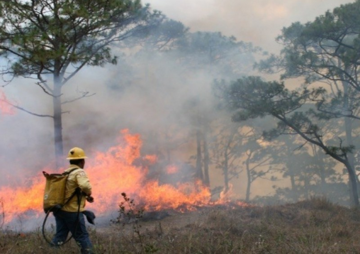 pcincendiosforestales050525b