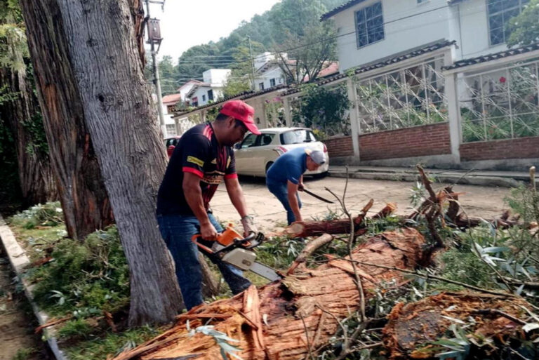 Refuerzan seguridad con limpieza de arbolado urbano en San Cristóbal