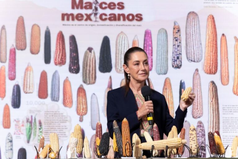 Claudia Sheinbaum anuncia programa ‘Sin maíz no hay país’ para producir con bienestar