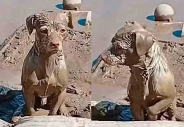 Conmueve perrito cubierto de lodo que espera a su familia tras inundaciones en Poza Rica, Veracruz