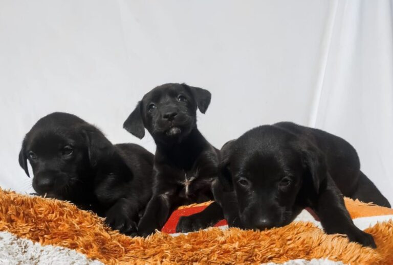 Cecam rescata a cachorros abandonados en colonia de San Cristóbal