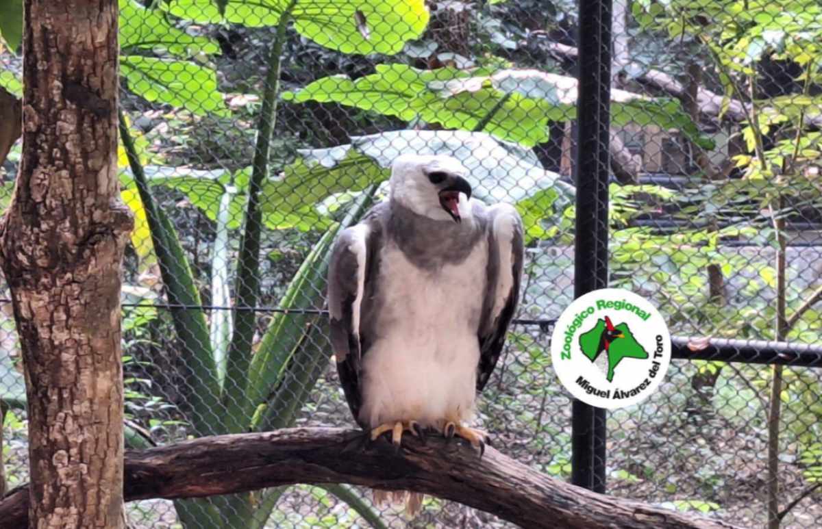 Concluye con éxito el periodo de cuarentena del Águila Arpía