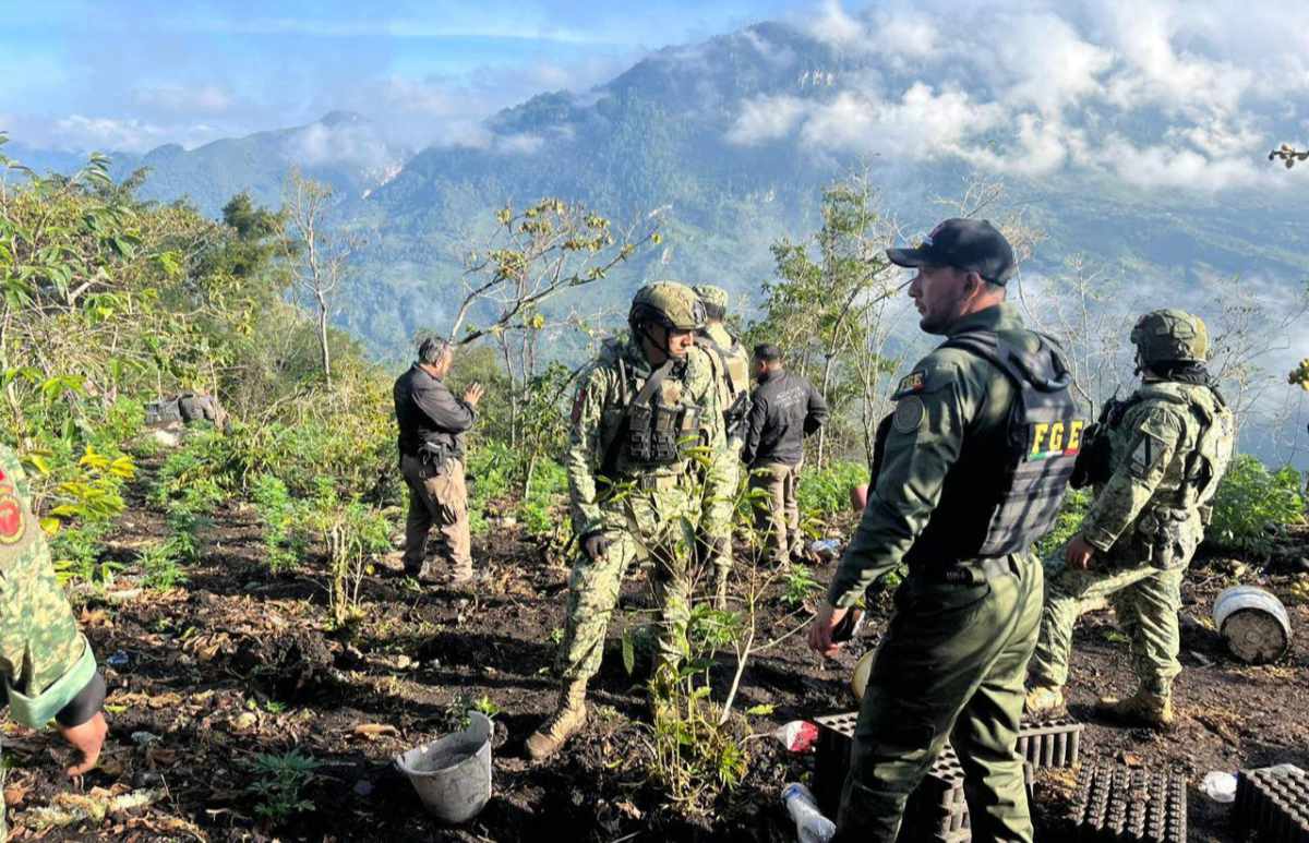 En Santiago El Pinar, Grupo interinstitucional incinera 4 plantíos con más de 24 mil plantas de marihuana