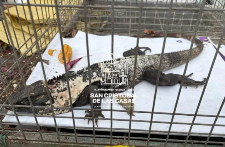 Autoridades municipales resguardan iguana negra y la canalizan a Profepa