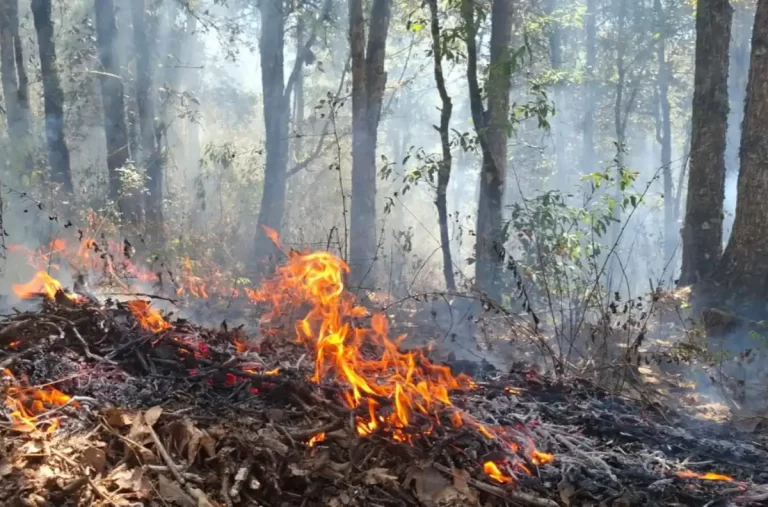 Atienden brigadas municipales incendio forestal en comunidad Santa Lucía