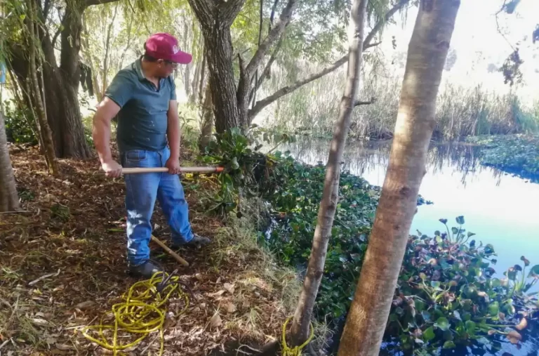 Inician trabajos de limpieza de lirio acuático en el manantial de La Kisst