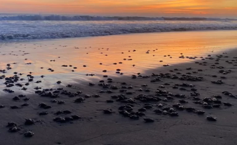 El Santuario Playa Puerto Arista, es esencial para las tortugas marinas: Profepa y Conanp