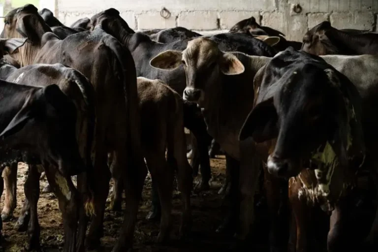 EU confirma dos casos más de gusano barrenador en Texas; ¿cuántos van?