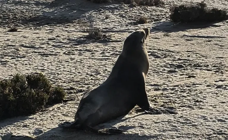 Rescatan a ejemplar de lobo marino en Chiapas