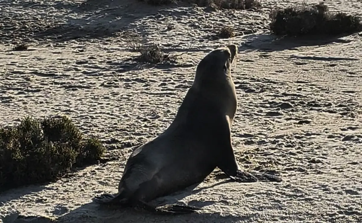 lobomarinomazatan150626