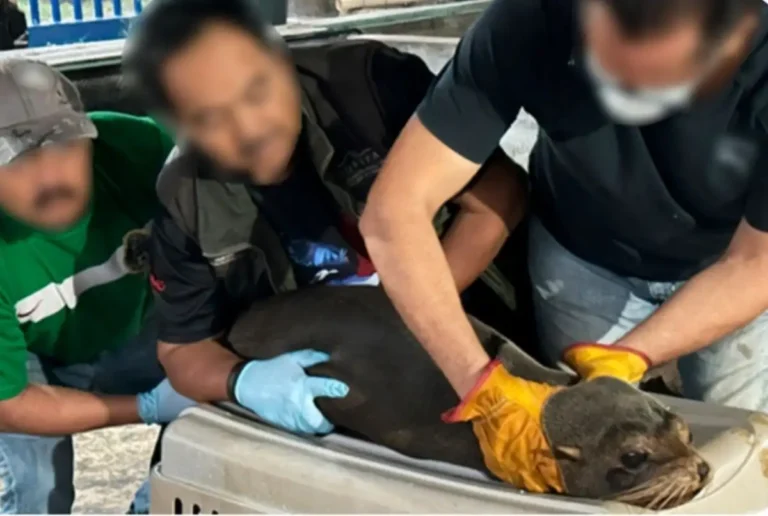 Profepa libera lobo marino en Chiapas