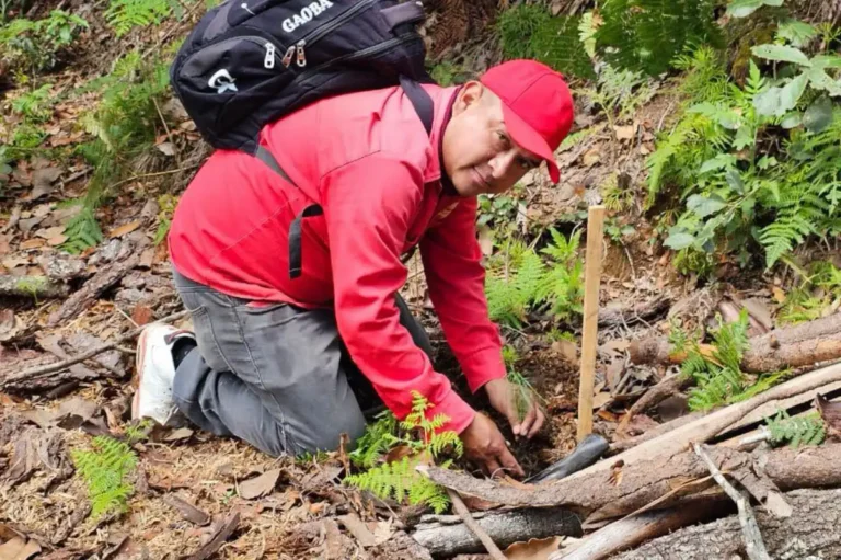 Reafirman compromiso ambiental con jornada de reforestación en La Florecilla