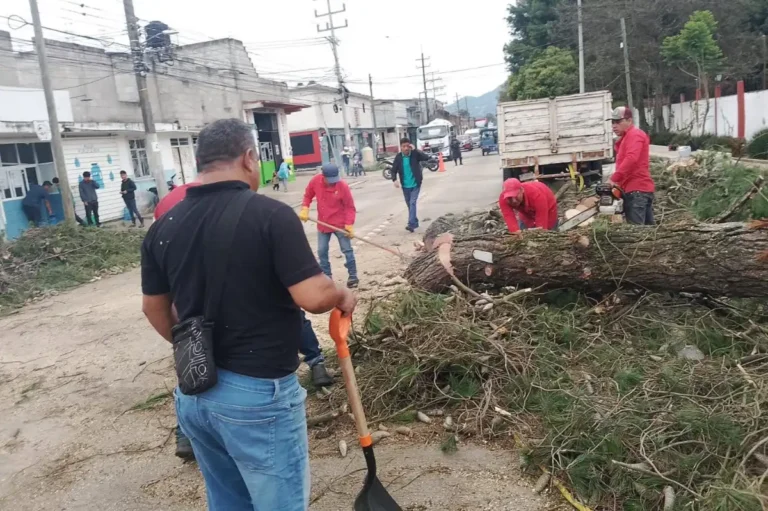 Retiran árbol con riesgo de colapso en el Periférico Sur