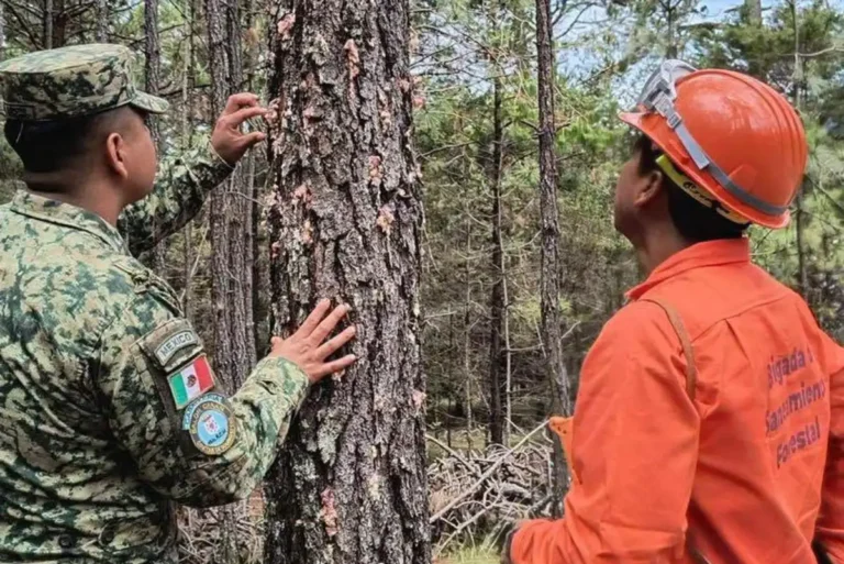 Fortalecen acciones de saneamiento forestal