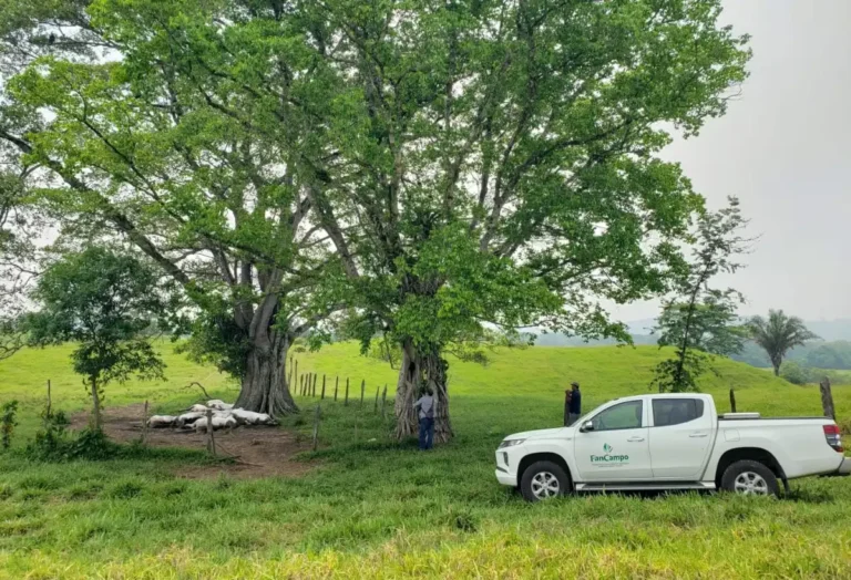 Atiende Gobierno de Chiapas siniestro por muerte de 14 bovinos tras caída de rayo en Pichucalco