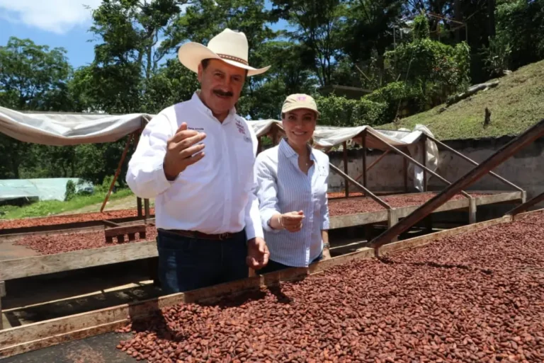 Reconoce Secam modelo sustentable de producción de cacao fino en Chiapas