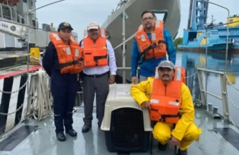 Participa UNACH en acciones para atender a ejemplar de lobo marino varado