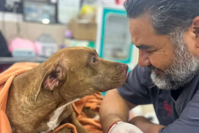 Ayuntamiento de SCLC reafirma compromiso con la protección y bienestar animal