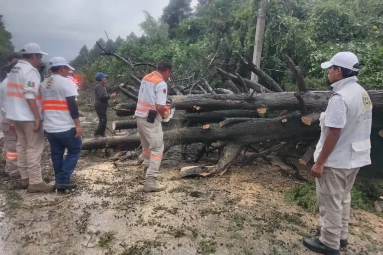 PC y Tránsito Municipal atienden caída de árbol en la carretera a la Quinta San Martín