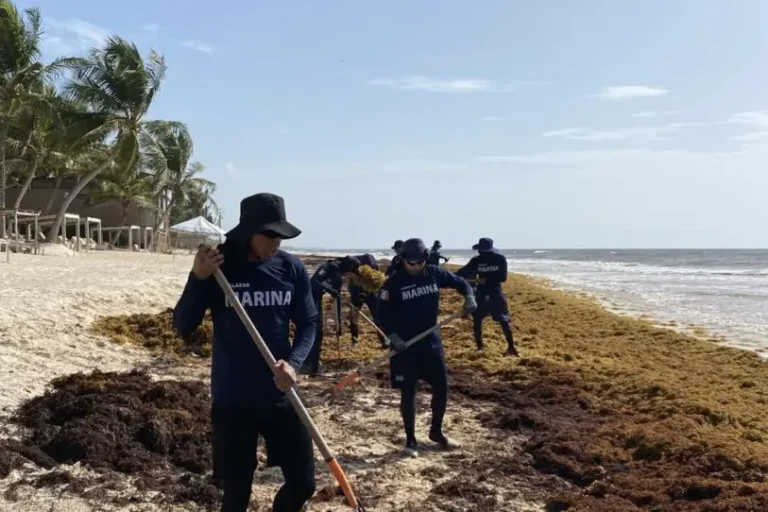 Urgen tomar medidas contra sargazo; circulan hasta 90 toneladas al día